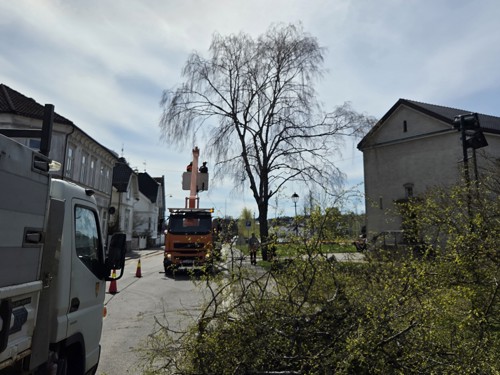 Beskjæring av tre