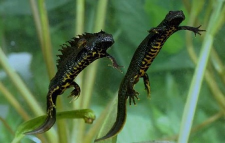Salamander som er fotografert i Fredrikstad