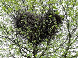 Fuglerede formet som et hjerte