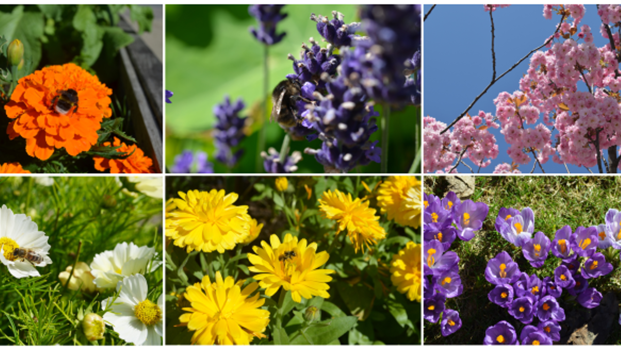 Tagetes, lavendel, japankirsebær, kosmos, ringblomst, krokus er innseksvennlige blomster