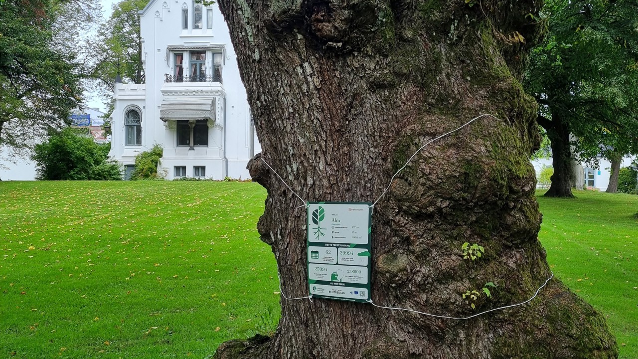 Treetag5