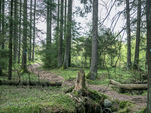 trær i skogen