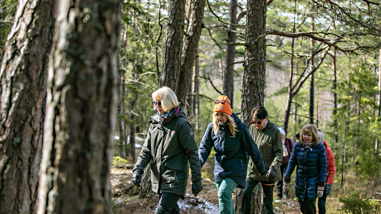 En gågruppe går tur skogen 