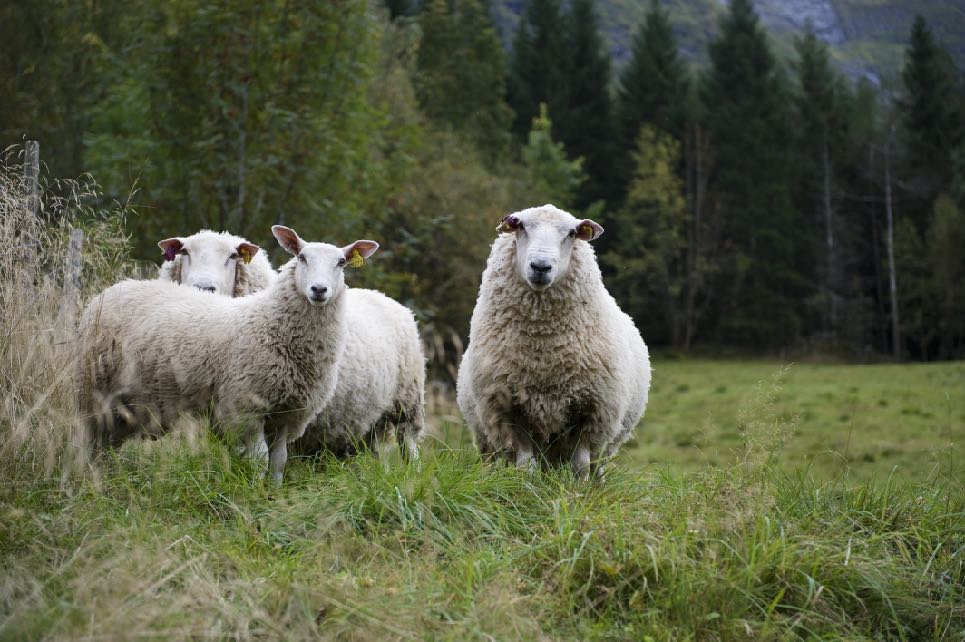 3 Sauer på åker