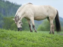 Hest på åker
